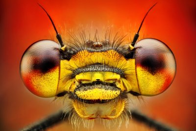 makrofotografia