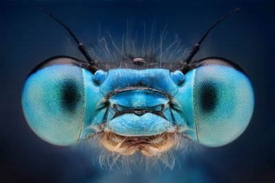 makrofotografia