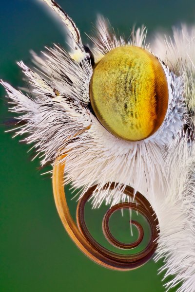 makrofotografia
