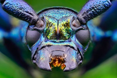 makrofotografia