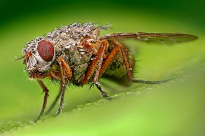 makrofotografia