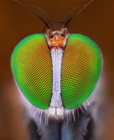 makrofotograf